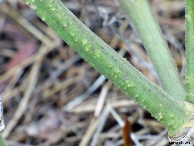 Bumpy Tomato Stems: Learn About White Growths On Tomato Plants