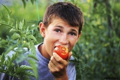 Why Tomatoes Taste Sour Or Bitter – How To Fix Bitter Tasting Tomatoes