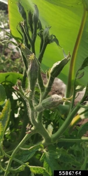 Symptoms Of Tomato Big Bud Disease: Learn About Big Bud In Tomatoes