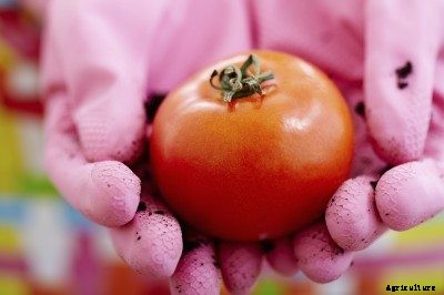 Tomato Plant Toxicity – Can Tomatoes Poison You
