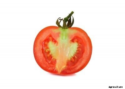 Why Red Tomatoes Are Green Inside