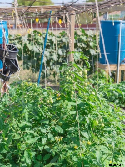 Hanging Support For Tomatoes – How To String Up Tomato Plants Overhead