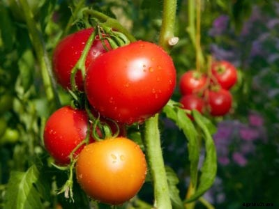 What To Do For Tomatoes Affected By Nematodes