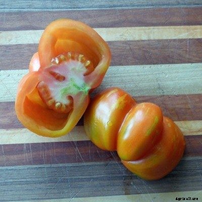 Hollow Tomato Fruit: Learn About Types Of Stuffer Tomatoes