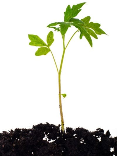 Starting Tomato Cuttings: Rooting Tomato Cuttings In Water Or Soil