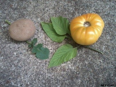 Tomato Leaf Types: What Is A Potato Leaf Tomato