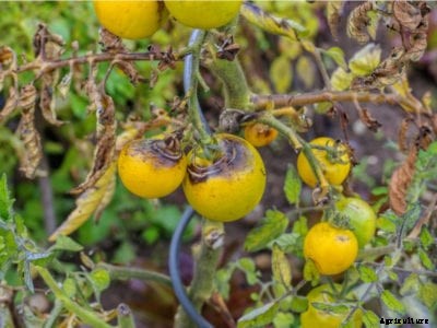 Are Blight Infected Tomatoes Edible?