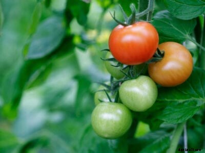 Puffiness In Tomatoes: Why Tomatoes Are Hollow Inside