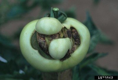 Catfacing Fruit Deformity: Learn About Catfacing On Tomatoes