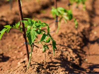 Spacing Tomato Plants: How To Space Tomato Plants