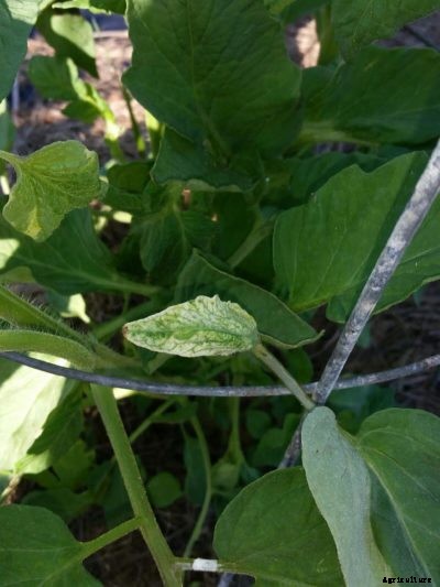 Tomato Leaves Turn White: How To Treat Tomato Plants With White Leaves