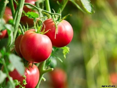 Tomato Temperature Tolerance: Best Growing Temp For Tomatoes