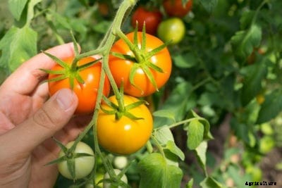 Harvest Time For Tomatoes: When To Pick Tomatoes