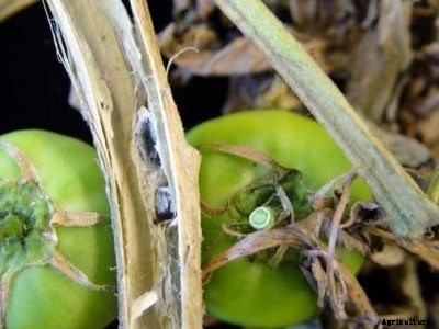Tomatoes With Sclerotinia Stem Rot – How To Treat Tomato Timber Rot