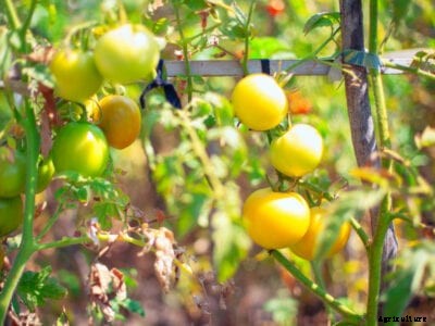 Tomato Plant Ripening: Can You Slow Down The Ripening Of Tomatoes?