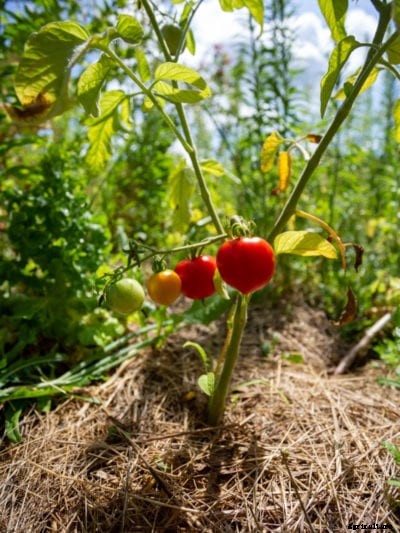 Mulching Tomato Plants: What’s The Best Mulch For Tomatoes?