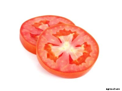 Growing Seedless Tomatoes – Types Of Seedless Tomato For The Garden