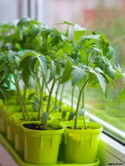 Growing Indoor Tomatoes – Tips On How To Grow Tomato Plants Over Winter
