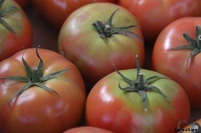 Controlling Yellow Shoulders On Tomatoes: Information About Yellow Green Tomato Shoulders