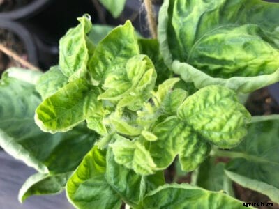 Tomato Curly Top Virus: Tips For Treating Curly Top Virus