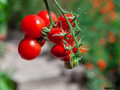 What Are Currant Tomatoes: Different Types Of Currant Tomato
