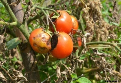 Information On Common Tomato Plant Problems