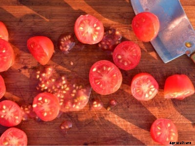 Saving Tomato Seeds – How To Collect Tomato Seeds