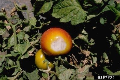 Tomato Sunscald: What To Do About Sunscald On Tomatoes