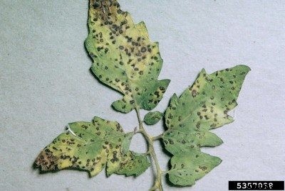 Septoria Leaf Canker – Information On Controlling Septoria Leaf Spot On Tomatoes