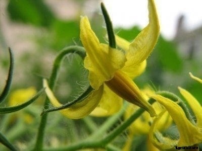 What Causes Lots Of Flowers And No Tomatoes On Tomato Plants