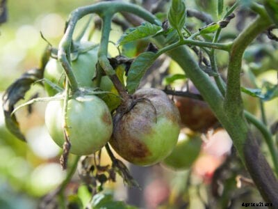 Identifying And Preventing Late Blight On Tomatoes