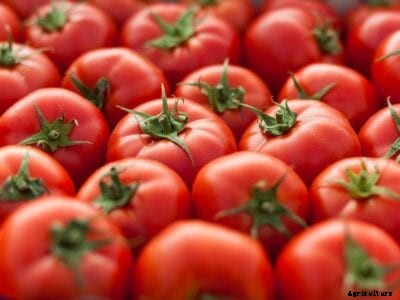 The Ultimate Guide To Growing Tomatoes: A List Of Tomato Growing Tips