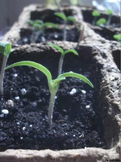Planting Tomato Seeds – How To Start Tomato Plants From Seed