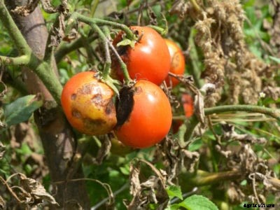 Blight On Tomatoes – Tomato Blight Treatment And Prevention