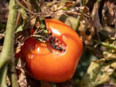 Tomato Pinworm Control – Getting Rid Of Worms In Tomatoes