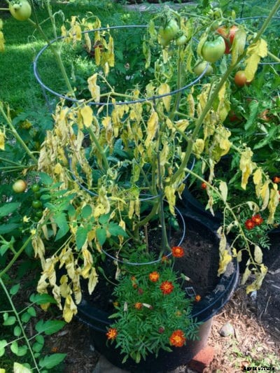 Wilting Tomato Plants – What Causes Tomato Plants To Wilt And Die