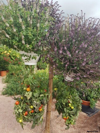 Growing Tomatoes Upside Down – Tips For Planting Tomatoes Upside Down