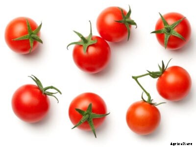 Miniature Tomatoes In The Garden