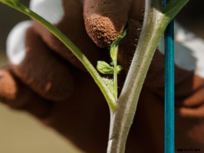 Tomato Suckers – How To Identify Suckers On A Tomato Plant