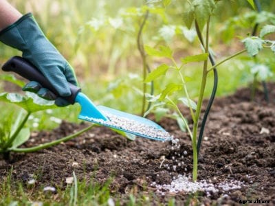 Fertilizing Tomatoes: Tips For Using Tomato Plant Fertilizer