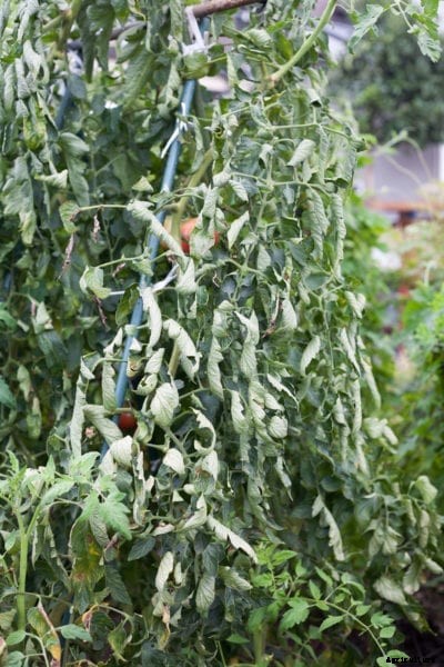 Tomato Curling Leaves – Causes And Effects Of Tomato Plant Leaf Curl