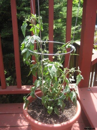 How To Grow Tomatoes In Pots and Containers