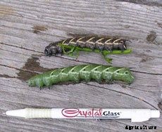 Tomato Hornworm – Organic Control Of Hornworms