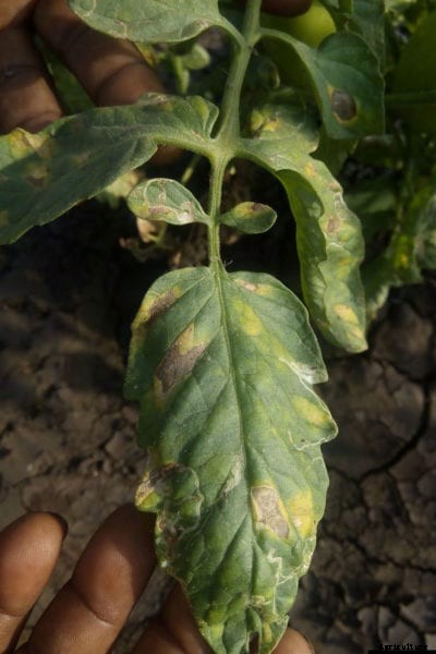 Early Blight Alternaria – Treatment For Tomato Plant Leaf Spots And Yellow Leaves