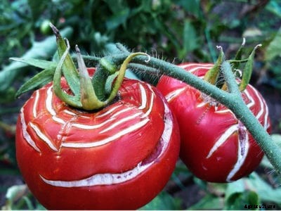 Information On What Causes Tomatoes To Split And How To Prevent Tomato Cracking