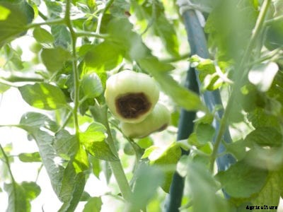 Blossom End Rot In Tomatoes – Why Is My Tomato Rotten On Bottom