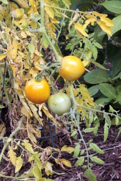 Tomato Leaves Turning Yellow – What Causes Yellow Tomato Leaves