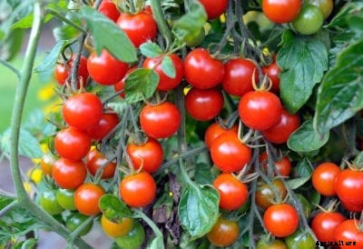 Growing Cherry Tomatoes – Planting And Picking Cherry Tomatoes