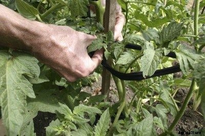 Staking Tomato Plants – Find The Best Way To Stake Tomatoes