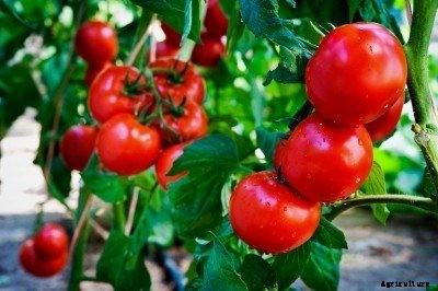 Light Requirements For Tomatoes – How Much Sun Do Tomato Plants Need